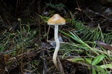 Psilocybe subaeruginosa image