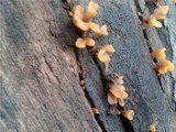 Dacryopinax spathularia image