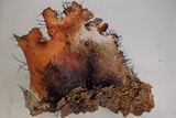 Parmotrema hypotropum image