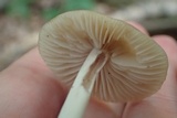 Marasmius nigrodiscus image