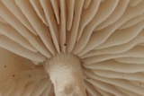 Marasmius nigrodiscus image