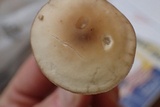 Marasmius nigrodiscus image