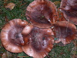 Tricholoma fracticum image