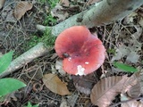 Russula rubescens image