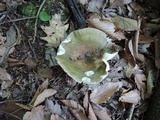 Russula variata image