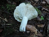 Russula variata image