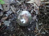 Russula variata image