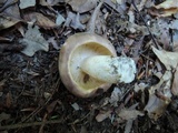 Russula variata image