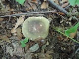 Russula variata image