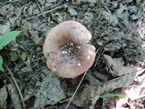 Russula veternosa image