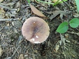 Russula veternosa image