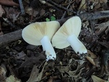 Russula veternosa image