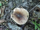 Russula veternosa image