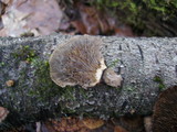 Daedaleopsis septentrionalis image