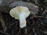 Russula veternosa image