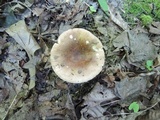 Russula veternosa image