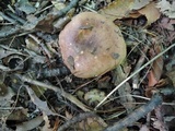 Russula veternosa image