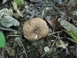 Russula veternosa image