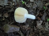 Russula veternosa image