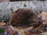 Daedaleopsis septentrionalis image