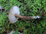 Lactarius lignyotus var. canadensis image