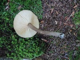 Lactarius lignyotus var. nigroviolascens image