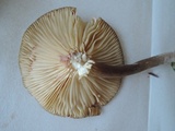 Lactarius lignyotus image
