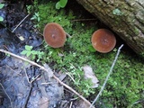 Lactarius lignyotus var. nigroviolascens image