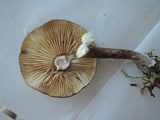 Lactarius lignyotus var. canadensis image