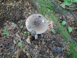 Amanita rhacopus image