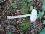 Amanita rhacopus image