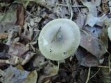 Amanita sect. Vaginatae image
