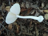 Amanita albocreata image