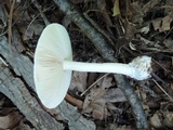 Amanita albocreata image
