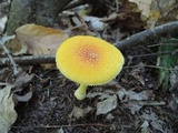 Amanita frostiana image