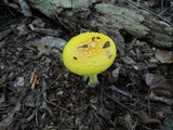 Amanita frostiana image