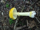Amanita frostiana image