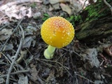Amanita frostiana image