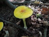 Amanita frostiana image