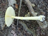 Amanita frostiana image