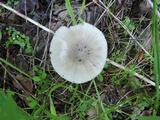 Amanita sect. Vaginatae image