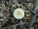 Amanita velatipes image