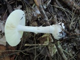 Amanita velatipes image
