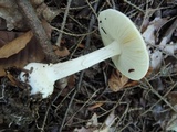 Amanita velatipes image