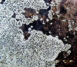 Buellia spuria image