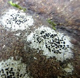 Buellia spuria image