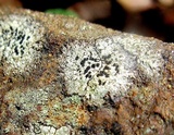 Buellia spuria image