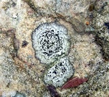 Buellia spuria image