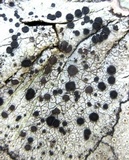 Buellia spuria image
