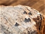 Navicella pileata image